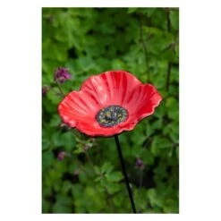 Voederschaal Klaproos Met Prikker 10 Voederschaal Klaproos Met Prikker -Tuinadvies Winkel 1642067810 1 600