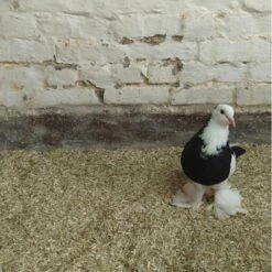 Hennep Strooisel Aubiose Bedding Pluimvee/duiven 20 Kg 7 Hennep Strooisel Aubiose Bedding Pluimvee/duiven 20 Kg -Tuinadvies Winkel henneplemen bedding pluimvee 20 kg 1620714388 2 600