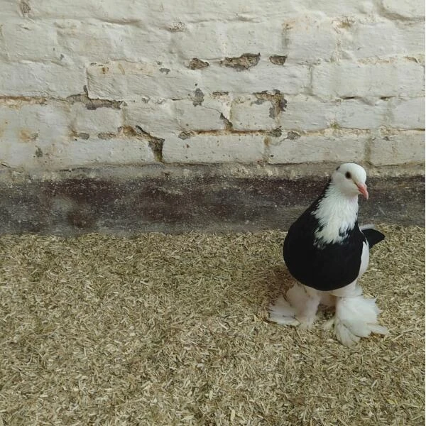 Hennep Strooisel Aubiose Bedding Pluimvee/duiven 20 Kg 5 Hennep Strooisel Aubiose Bedding Pluimvee/duiven 20 Kg - Afbeelding 3