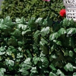 Tuinadvies Winkel -Tuinadvies Winkel klimopscherm 3 x 15 m 1484061121 1 600