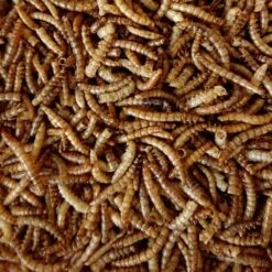 Meelwormen Voor Tuinvogels 450 G 5 Meelwormen Voor Tuinvogels 450 G -Tuinadvies Winkel meelwormen 450 g 1590493158 2 600