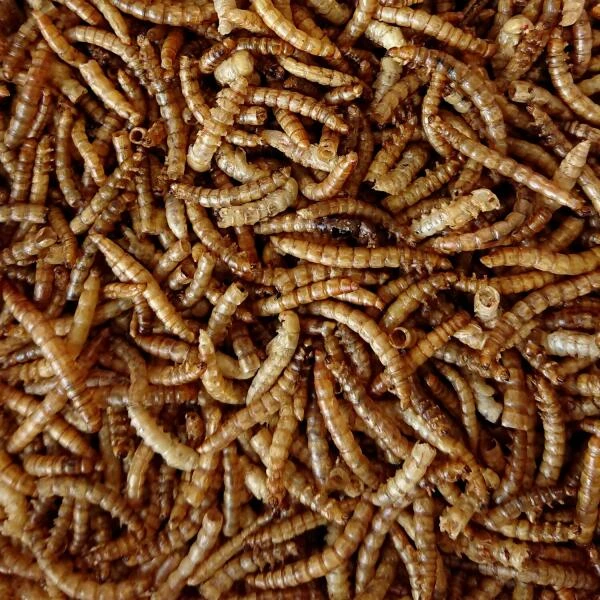 Meelwormen Voor Tuinvogels 450 G 4 Meelwormen Voor Tuinvogels 450 G - Afbeelding 2