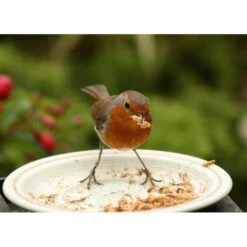 Gedroogde Meelwormen - 100 Gram 9 Gedroogde Meelwormen - 100 Gram -Tuinadvies Winkel meelwormen gevriesdroogd 100g 1484053488 2 600