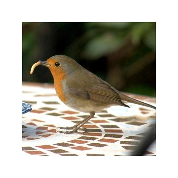 Gedroogde Meelwormen - 100 Gram 6 Gedroogde Meelwormen - 100 Gram - Afbeelding 4