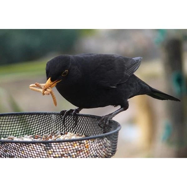 Gedroogde Meelwormen - 100 Gram 7 Gedroogde Meelwormen - 100 Gram - Afbeelding 5