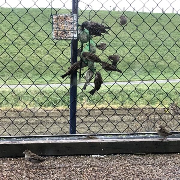 Mezenbollen / Vetbollen 5 Mezenbollen / Vetbollen - Afbeelding 3