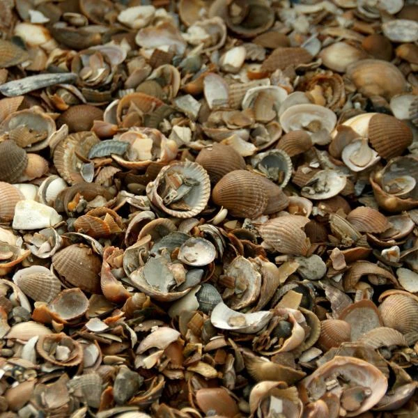 Noordzeeschelpen Gewassen In Big Bag Ca 0,7 M³ 3 Noordzeeschelpen Gewassen In Big Bag Ca 0,7 M³