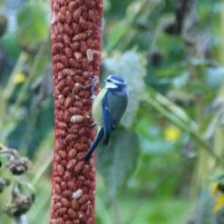 Pindanoten Ongepeld In Net - 1 Kg -Tuinadvies Winkel pindanoten in net 1 kg 1538476152 2 600