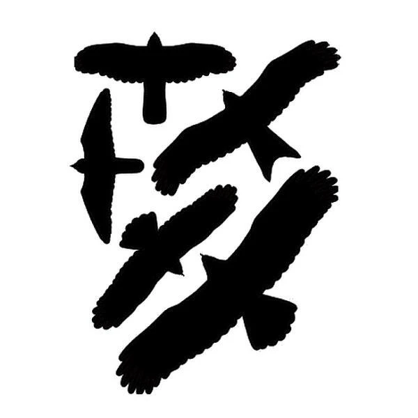 BSI Vogelafweer Stickers - Set Van 5 Stuks 3 BSI Vogelafweer Stickers - Set Van 5 Stuks