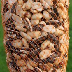 Voederslinger Mix Met Rozijnen - 750 G 11 Voederslinger Mix Met Rozijnen - 750 G -Tuinadvies Winkel winterkrans mix met rozijnen 750 g 1538387970 1 600