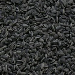 Zonnebloempitten Zwart En Gestreept 3 Kg 5 Zonnebloempitten Zwart En Gestreept 3 Kg -Tuinadvies Winkel zwarte zonnebloem pitten 3 kg 1484054036 1 600