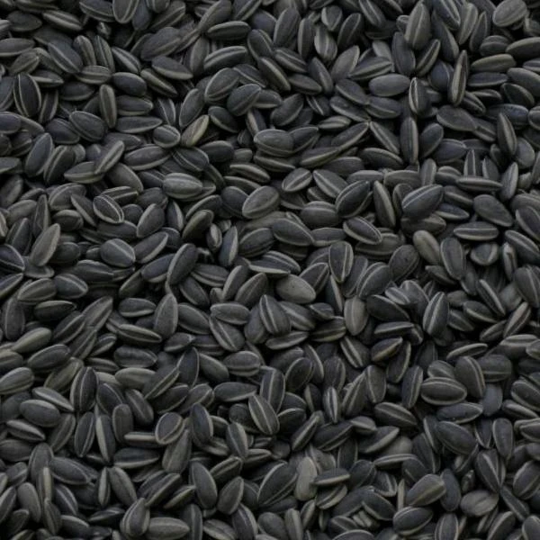 Zonnebloempitten Zwart En Gestreept 3 Kg 4 Zonnebloempitten Zwart En Gestreept 3 Kg - Afbeelding 2